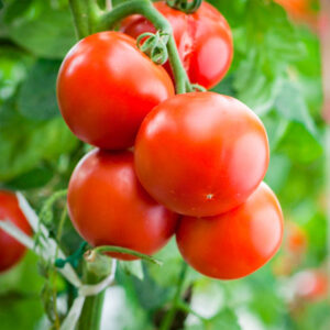 Cà chua VN Organic Farm lọai 1 7 ca chua 4