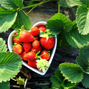 Dâu tây chuẩn VietGAP hàng xuất khẩu 8 dau tay 3