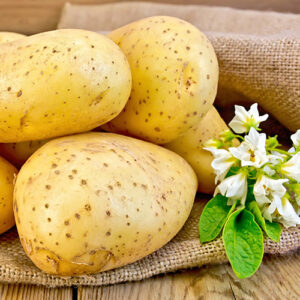 Khoai tây củ to loại 1 organic farm 8 khoai tay 3