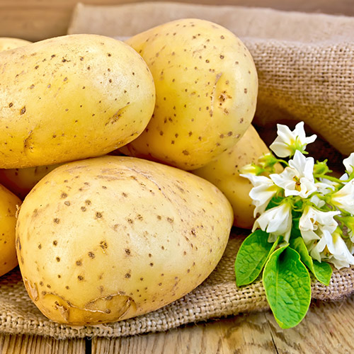 Khoai tây củ to loại 1 organic farm 4 khoai tay 3